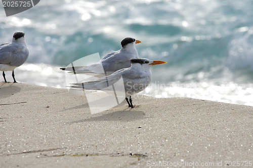 Image of Saguls sitting on a shore