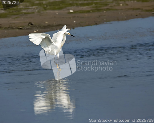 Image of Great White Heron 