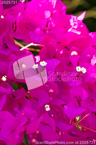 Image of Beautiful flowers of Israel
