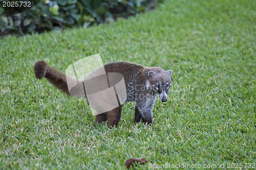 Image of Cozumel raccoon seaking for food