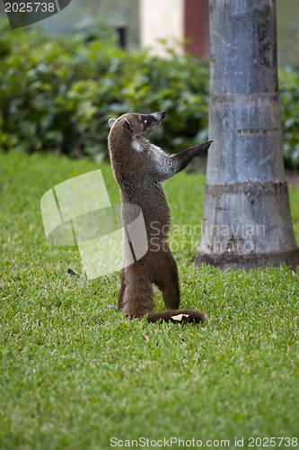 Image of Cozumel raccoon seaking for food