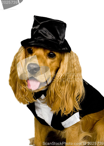 Image of Cocker spaniel