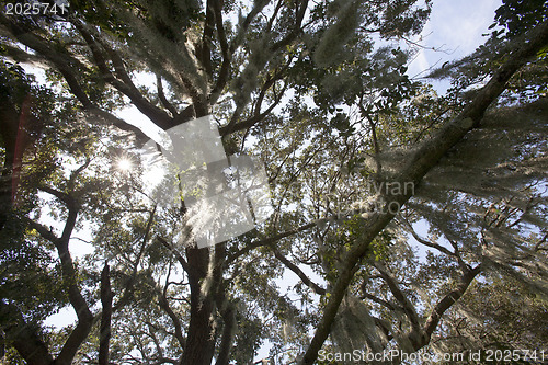 Image of Mysterious Spanish Moss