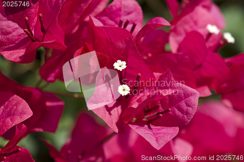 Image of Beautiful flowers of Israel