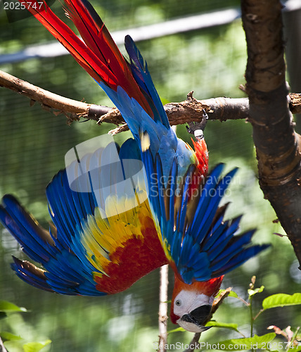 Image of Red Macaw Parrot 