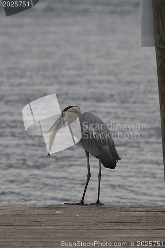 Image of Great Blue Heron- successful fishing