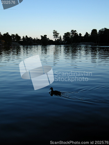 Image of swimming duck