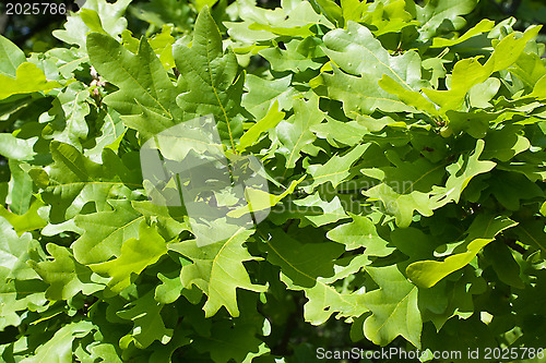 Image of Green oak