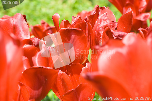 Image of Red tulips