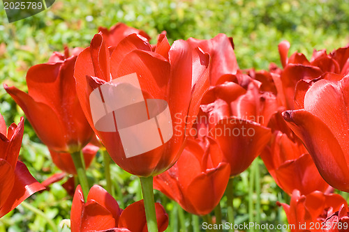 Image of Red tulips