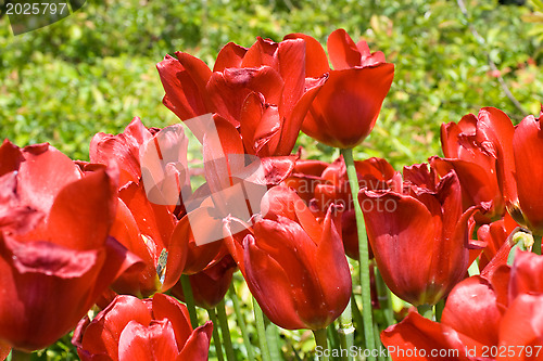 Image of Red tulips