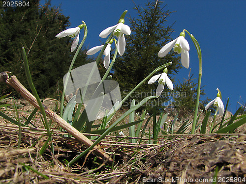 Image of Spring in mountain