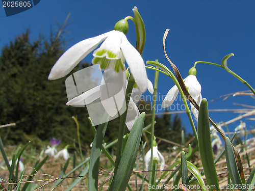 Image of Spring in mountain