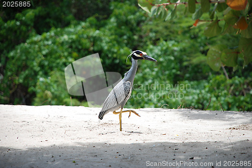 Image of Yellow-crested night heron