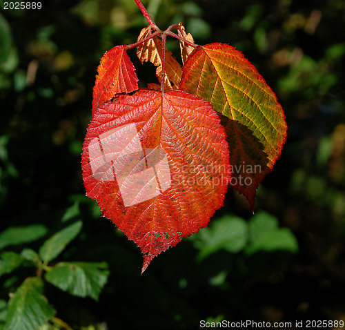 Image of Bright red autumnal bramble leaf in sunshine