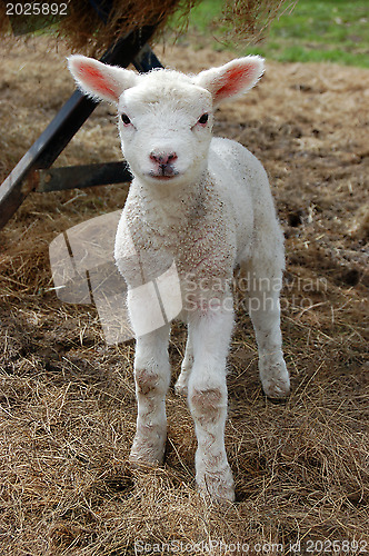 Image of Sweet young lamb standing in hay