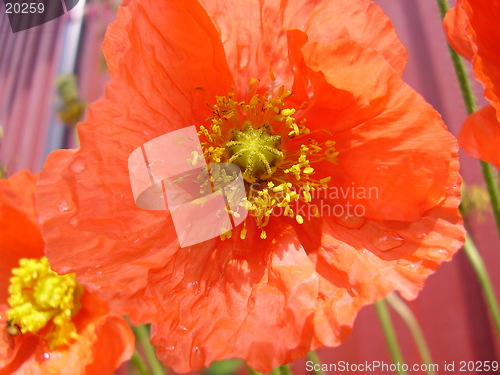 Image of Flower with raindrops