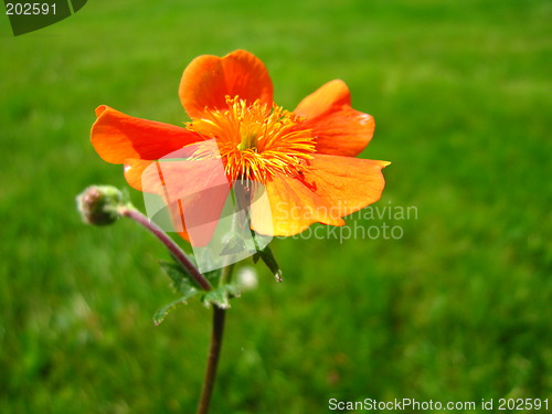 Image of flower