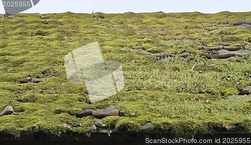 Image of overgrown roof