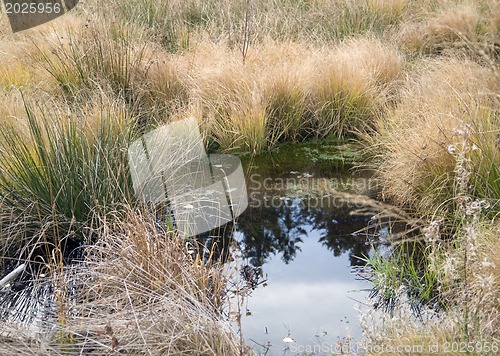 Image of bog