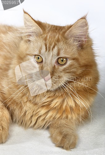 Image of Maine Coon Cat