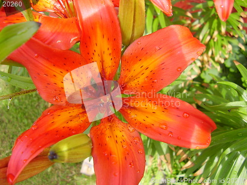 Image of Flower with raindrops