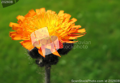 Image of flower