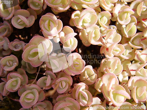 Image of Flowers