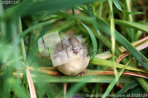 Image of Fledgling chaffinch alone in tall grass