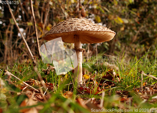 Image of Parasol mushroom