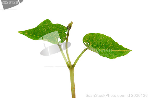 Image of Young runner bean seedling with two veined leaves