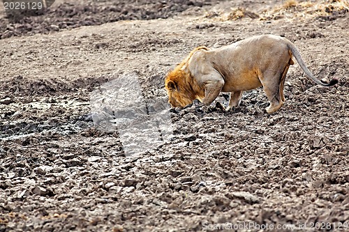 Image of Wild lion