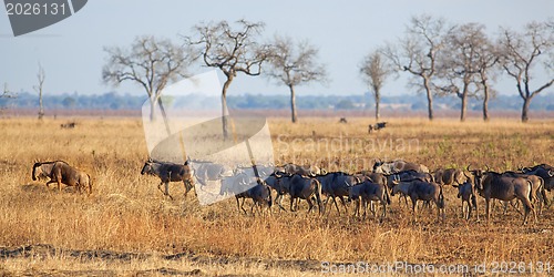 Image of Wildebeest in Mikumi