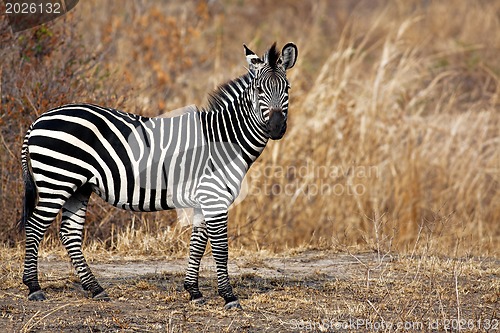 Image of African Zebra