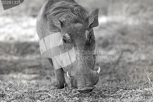 Image of Wild warthog