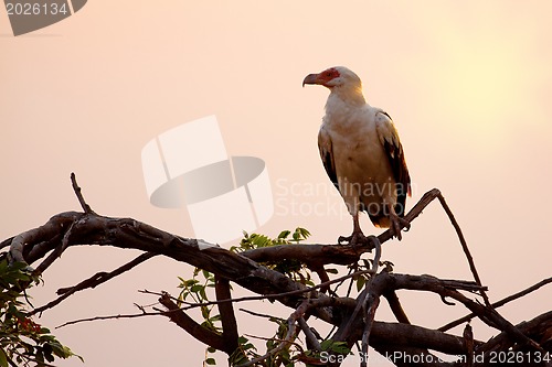 Image of African fish eagle
