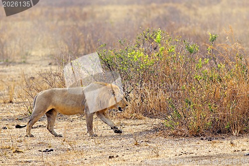 Image of Wild lion