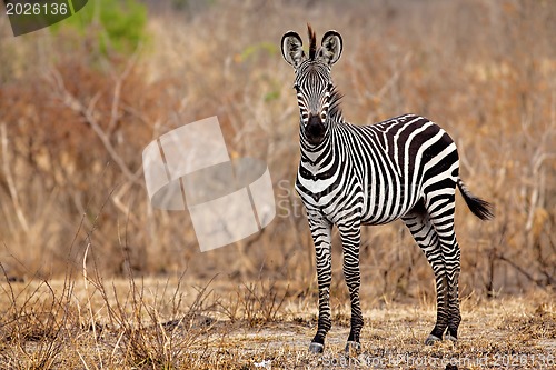 Image of African Zebra