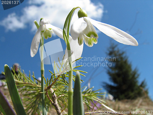 Image of Spring in mountain