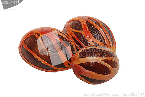 Image of Three whole nutmeg seeds covered in mace