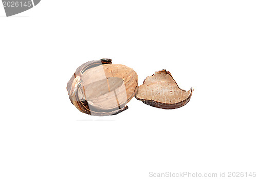 Image of Whole nutmeg broken open