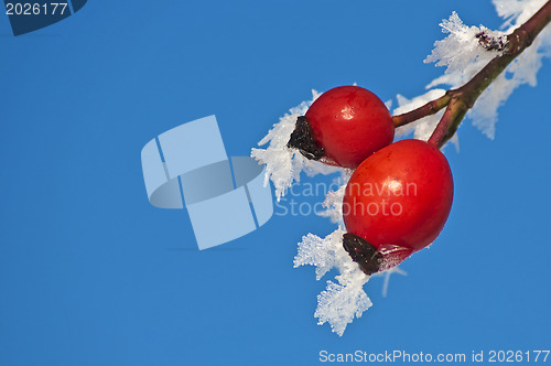 Image of rose hip with ice crystals