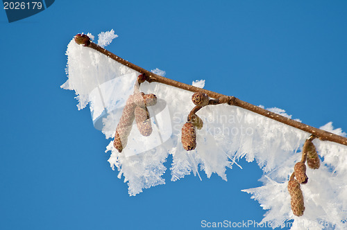 Image of  branch with ice crystals