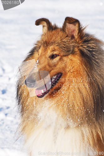 Image of Collie dog in snow