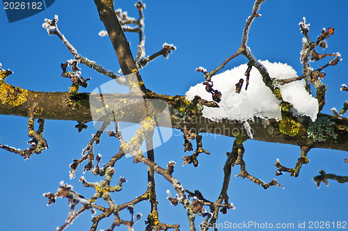 Image of snowy tree