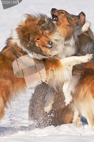 Image of Collie dogs in snow