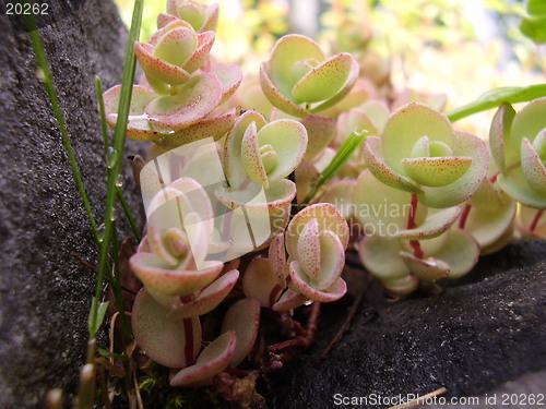 Image of Flowers in the rock