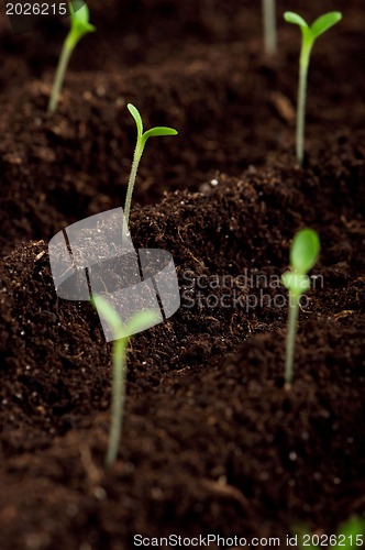 Image of Green seedling