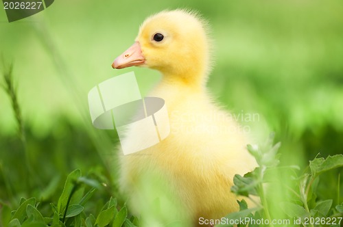 Image of Domestic gosling