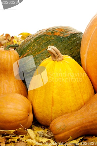 Image of Ripe pumpkins